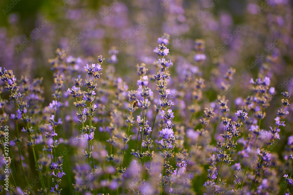 Blooming lavender closeup Blooming lavender closeup