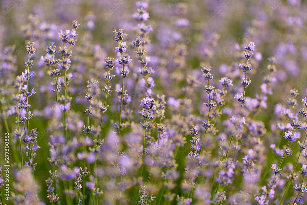 Obraz premium Blooming lavender closeup