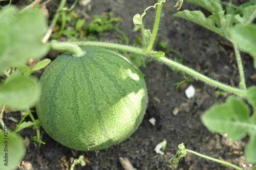 Young green watermelon home growing environmentally friendly and healthy