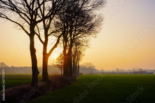 Row of bare trees in the morning mist sunrise with farm on horizon