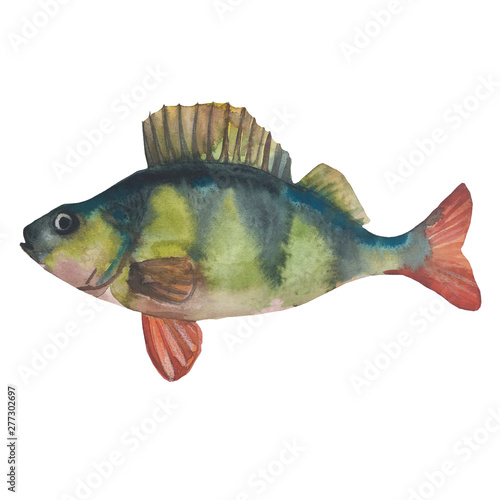 Perca fluviatilis. Perch .Watercolor painting. Handmade drawing. Isolated on white photo