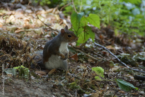 Squirrel