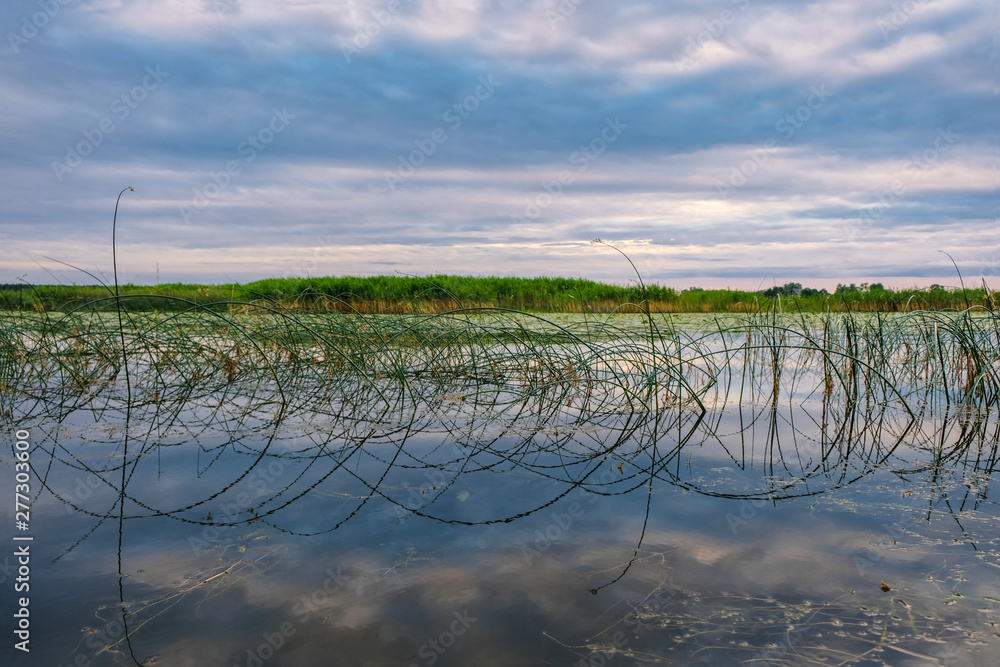 Wetland area in Ukraine. The swampy shore of the island on Lake Lyubyaz in Ukraine. Sunset on the island. Ukrainian nature. Wetland area in Ukraine. The swampy shore of the island on Lake Lyubyaz in Ukraine. Sunset on the island. Ukrainian nature.