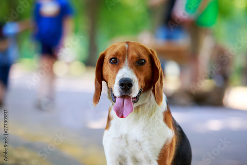 Fotografie The dog breed American Foxhound