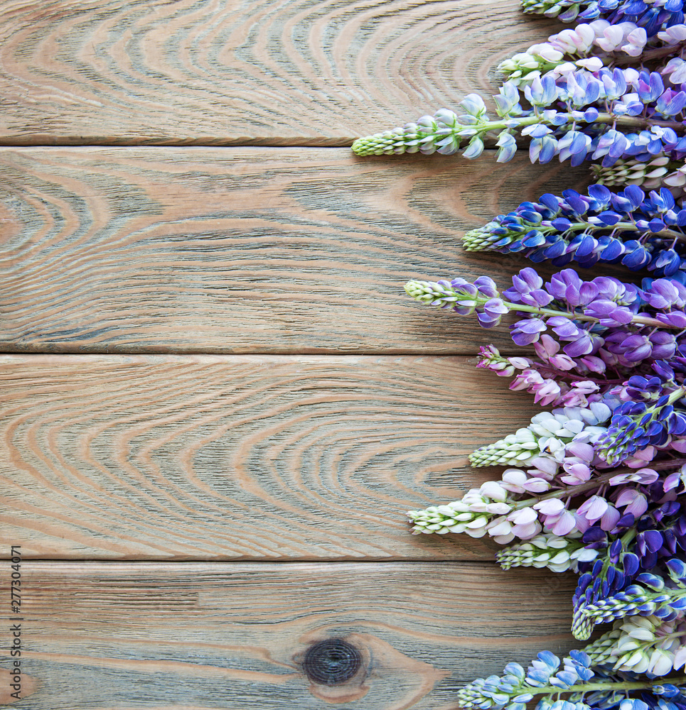 Obraz premium pink and purple lupine flowers