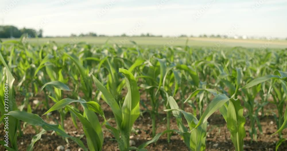 young corn plants moving in the wind on a sunny day. big field with a bright blue sky in the background. young corn plants moving in the wind on a sunny day. big field with a bright blue sky in the background.