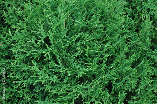 Closeup of green leaves of Thuja trees.