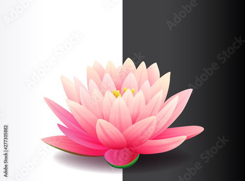 Beautiful realistic pink lotus flower isolated on black and white background, water plant, vector illustration.