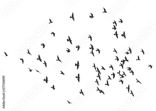 silhouette of a flock of flying birds.