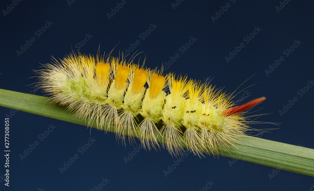 Hairy yellow caterpillar on grass Hairy yellow caterpillar on grass