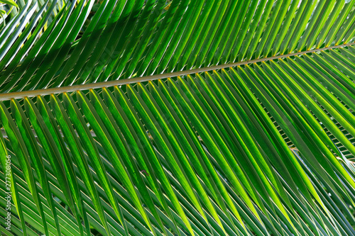 Palmblatt tropische Vegetation in einem Park  Seychellen  Afrika
