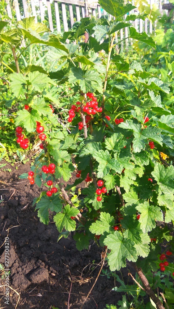 Red currant branch with berries