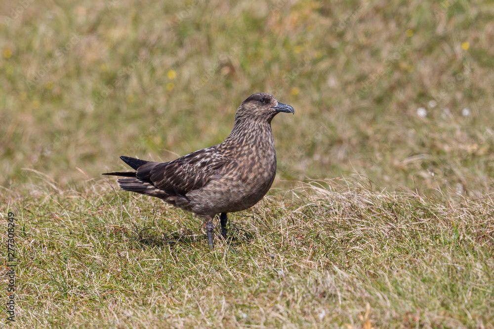 one great skua (stercorarius skua) standing in green grass one great skua (stercorarius skua) standing in green grass