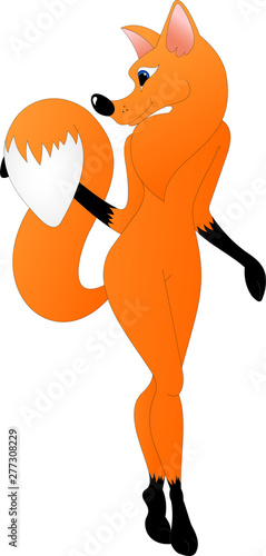 beautiful red fox with fluffy tail and sly eyes on a white background