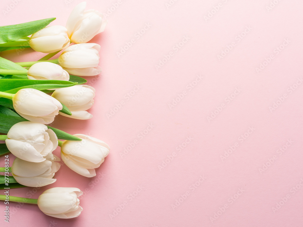 White tender tulips on lightpink background.