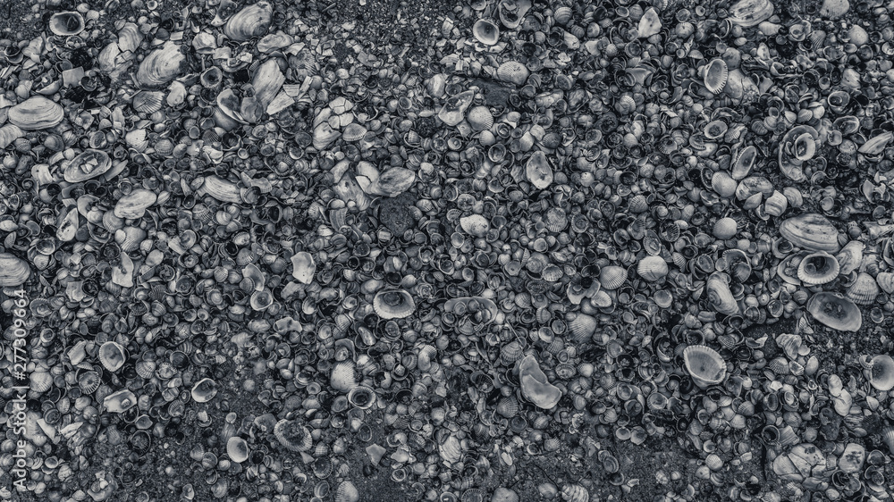 seashells on the seashore as background texture seashells on the seashore as background texture