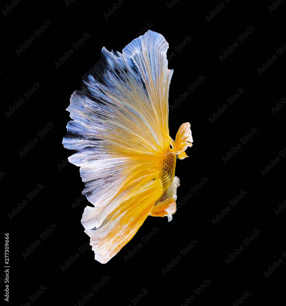 Tail Siamese fighting fish, Yellow Betta fish, betta splendens (Halfmoon betta),Pla-kad, biting fish, Thai popular aquarium fish isolated on black background Tail Siamese fighting fish, Yellow Betta fish, betta splendens (Halfmoon betta),Pla-kad, biting fish, Thai popular aquarium fish isolated on black background