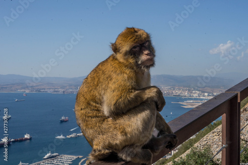 monkey on Gibraltar rock © K