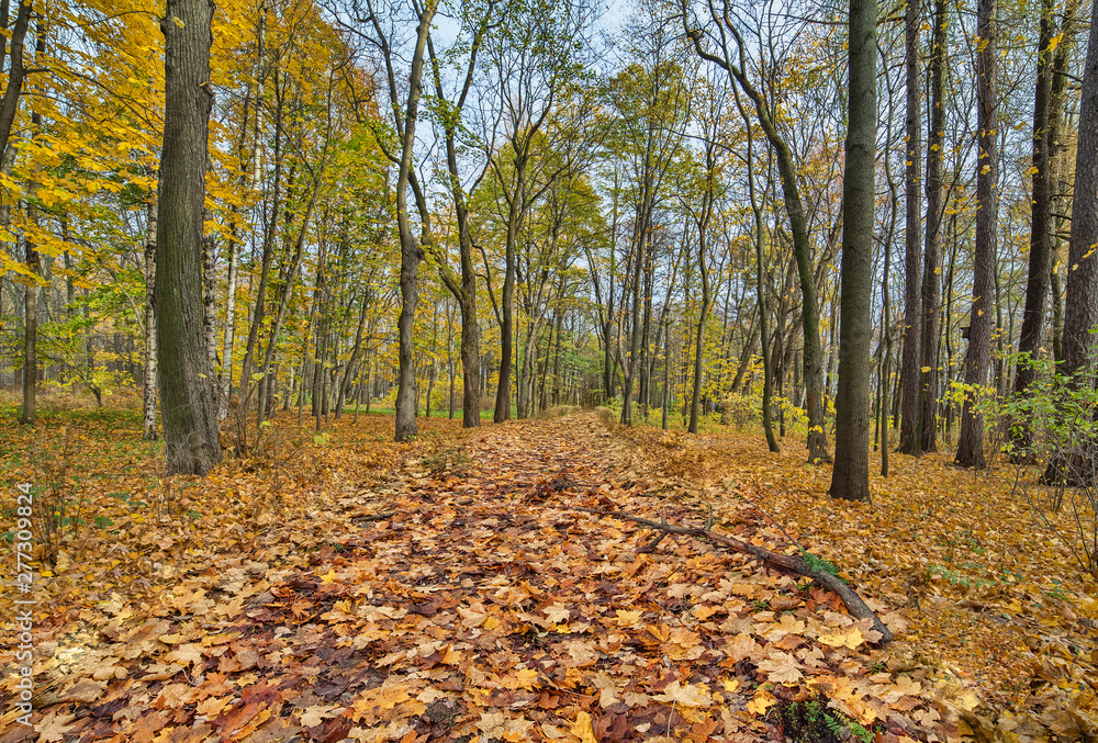 deciduous leaves on footpat between maples deciduous leaves on footpat between maples