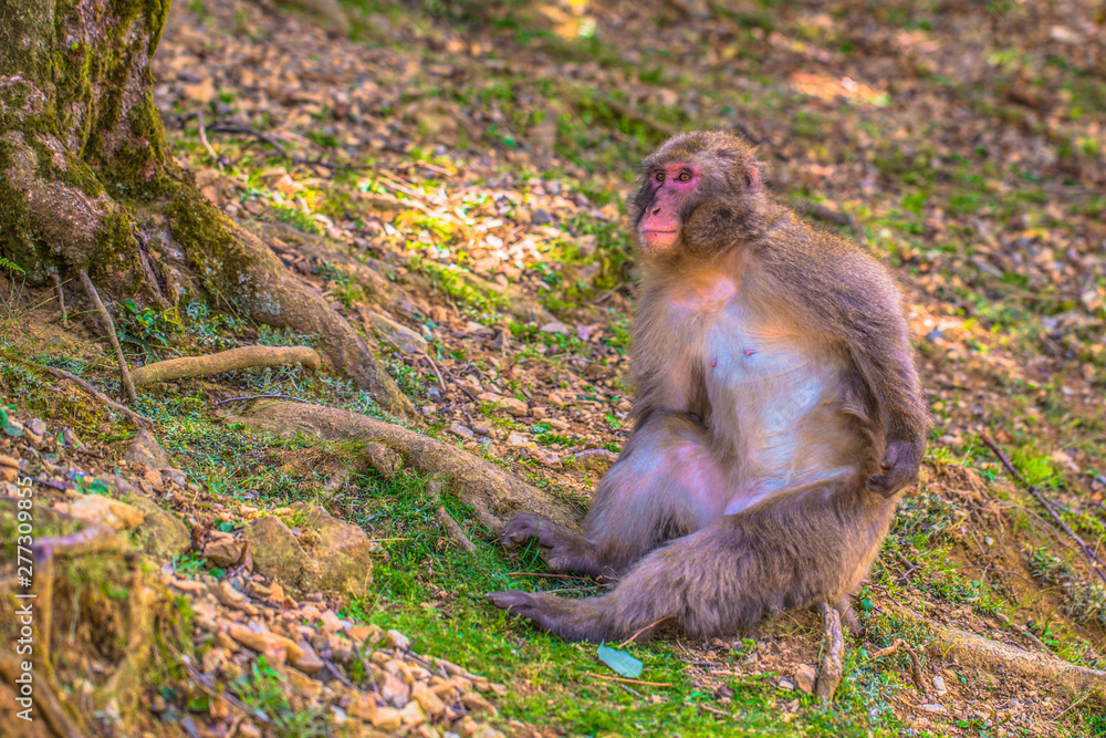 Fototapeta premium Kyoto - May 30, 2019: Japanese Macaque in the Arashiyama Monkey Park in Kyoto, Japan