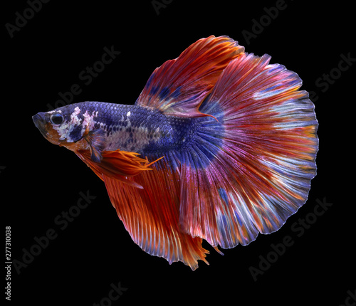Blue and Red Fighting fish spread tail-feathers, Siamese fighting fish. Betta fish, betta splendens isolated on black background © Tu.kc