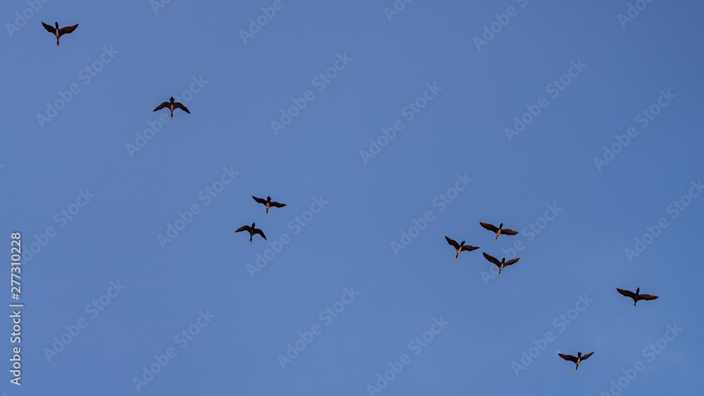 flock of ducks flying in the blue sky