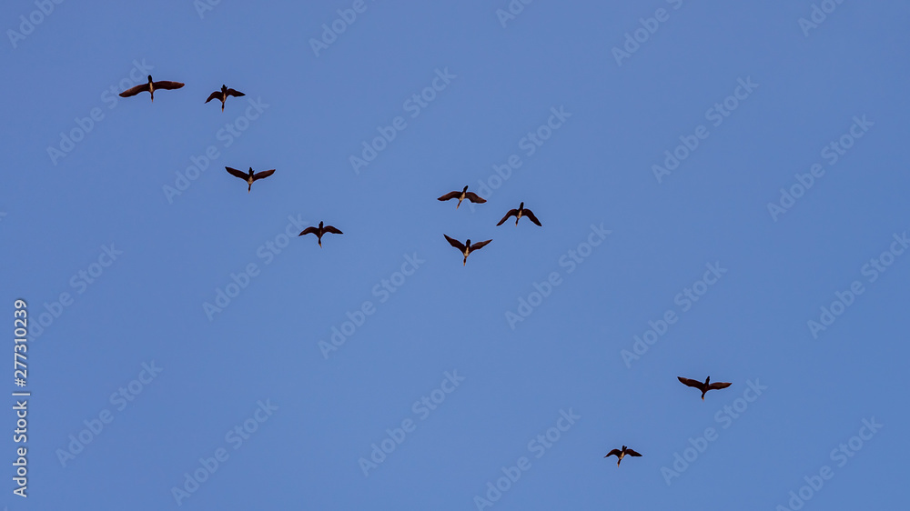 flock of ducks flying in the blue sky
