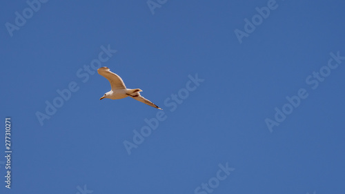 seagull soars in the air against the blue sky