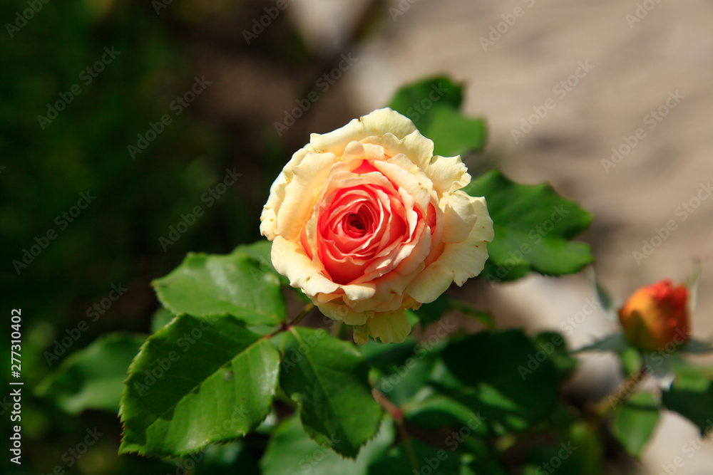 Art photo rose petals isolated on the natural blurred background. Closeup. For design, texture, background. Nature. Art photo rose petals isolated on the natural blurred background. Closeup. For design, texture, background. Nature.