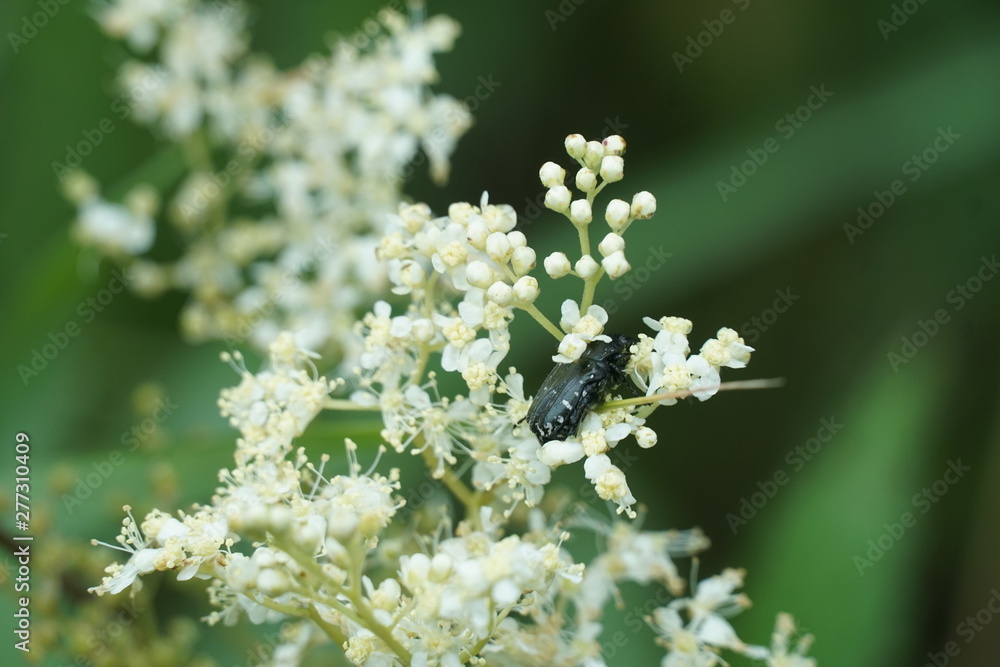 black beetle black beetle