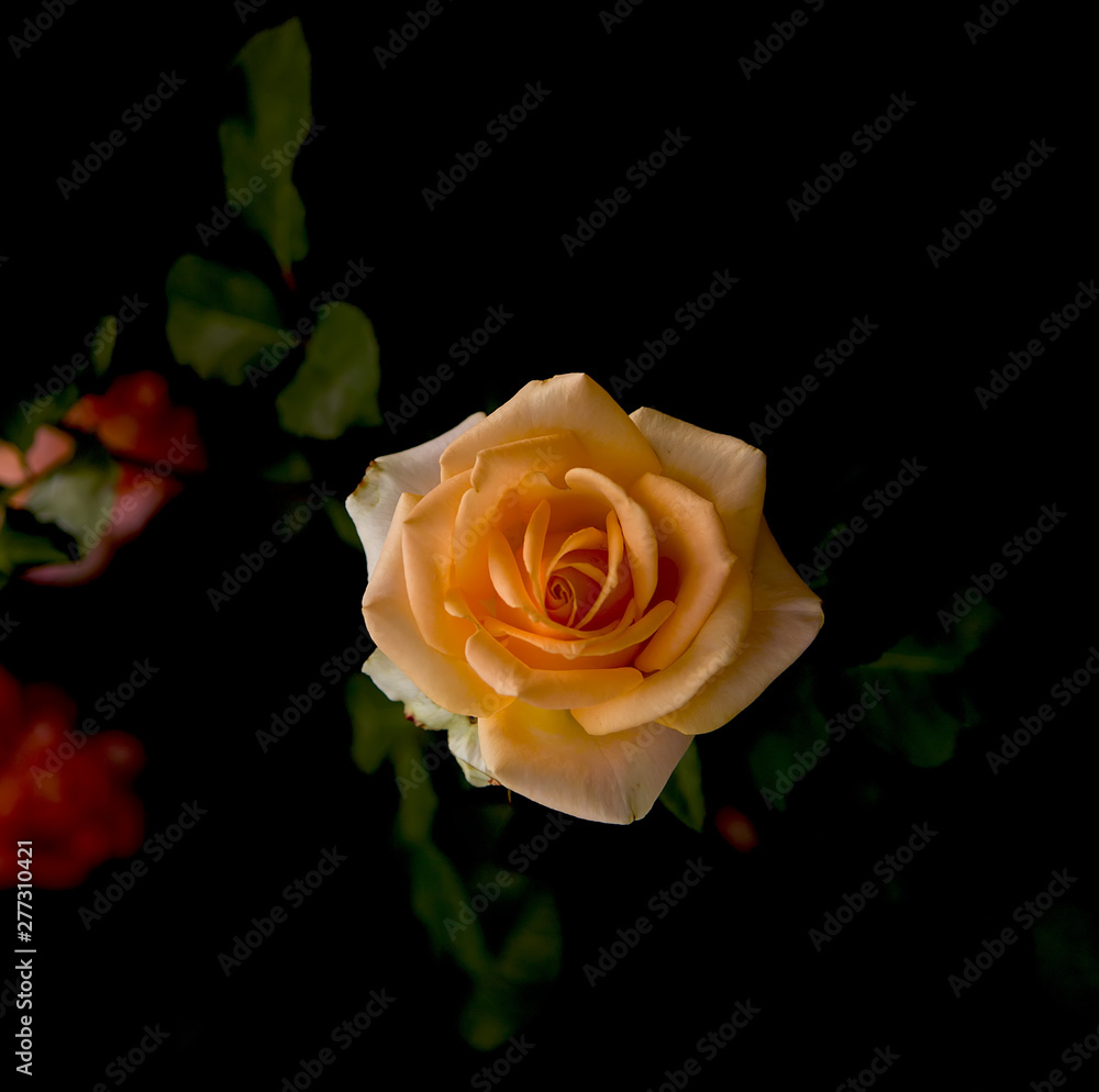 Art photo rose petals isolated on the natural blurred background. Closeup. For design, texture, background. Nature. Art photo rose petals isolated on the natural blurred background. Closeup. For design, texture, background. Nature.