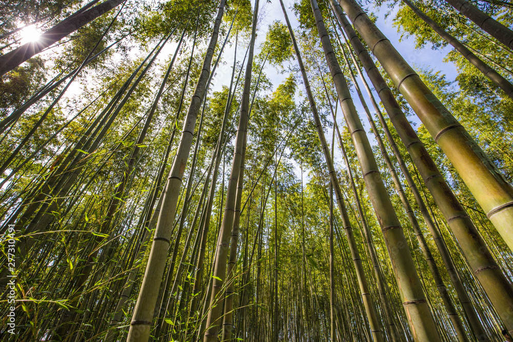 Kyoto - May 30, 2019: Bamboo forest of Kameyama Park in Kyoto, Japan Kyoto - May 30, 2019: Bamboo forest of Kameyama Park in Kyoto, Japan