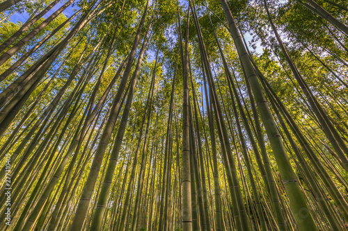 Kyoto - May 30, 2019: Bamboo forest of Kameyama Park in Kyoto, Japan