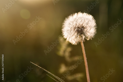 One early spring dandelion head seeds on green bokeh background selective focus. Sunset photography