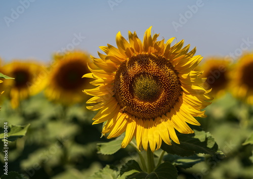 sunflowers bloom in a field on a farm