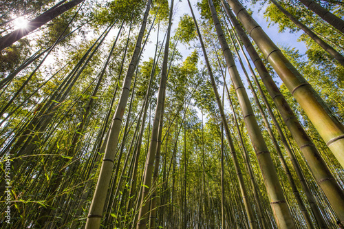 Kyoto - May 30, 2019: Bamboo forest of Kameyama Park in Kyoto, Japan