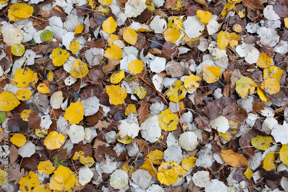 Seamless autumn leaves background.Selective focus Seamless autumn leaves background.Selective focus