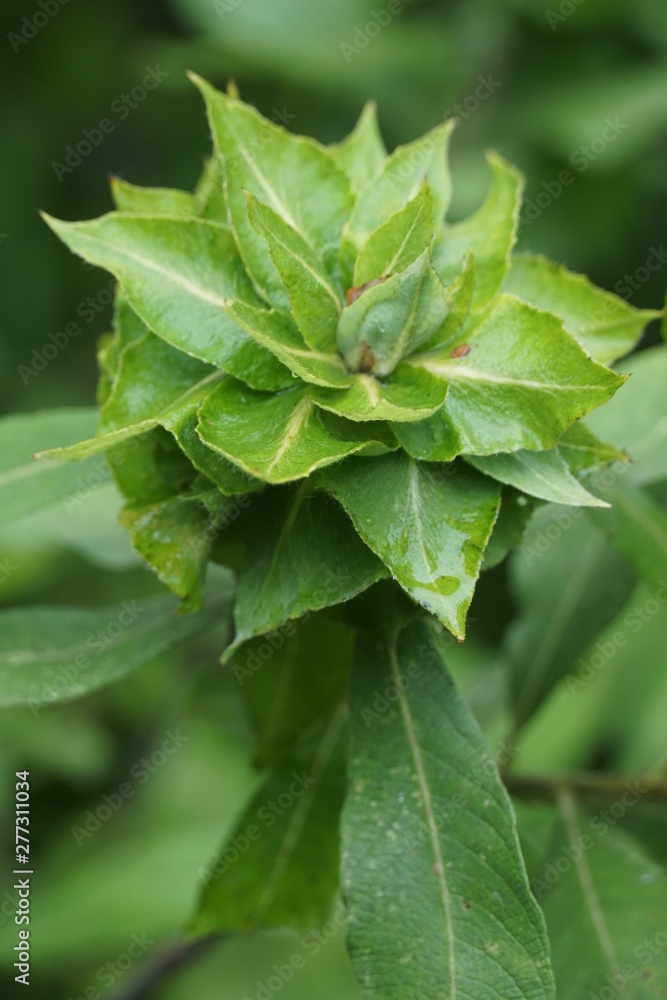 leaves leaves