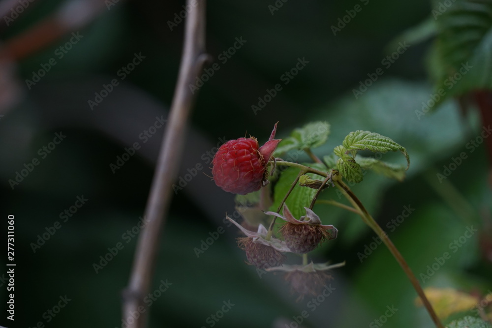 Fototapeta premium raspberry berry