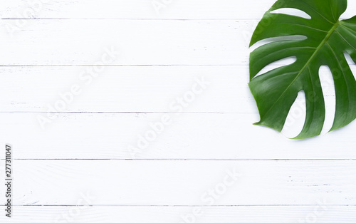 Isolate Dark green Monstera large leaves, philodendron tropical foliage plant growing in wild on white wood background concept for flat lay summer greenery leaf texture rainforest floral