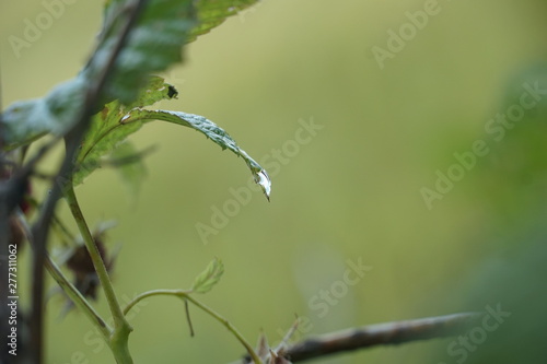 water drop © Анастасия Соколова