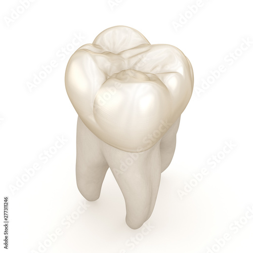 Dental anatomy - First maxillary molar tooth. Medically accurate dental 3D illustration