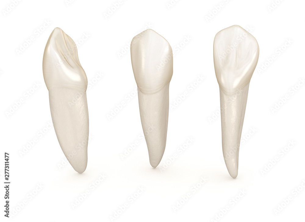 Dental anatomy - maxillary central incisor tooth. Medically accurate dental 3D illustration Dental anatomy - maxillary central incisor tooth. Medically accurate dental 3D illustration