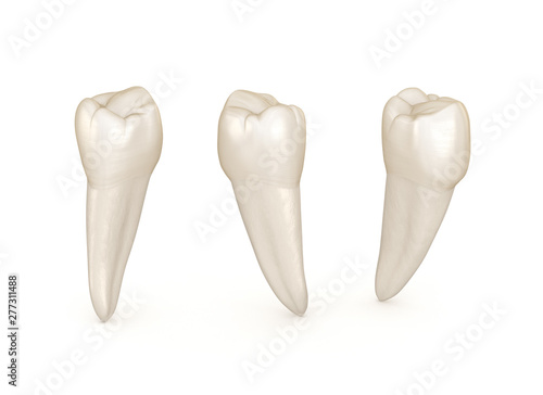 Foto Dental anatomy - mandibular premolar tooth