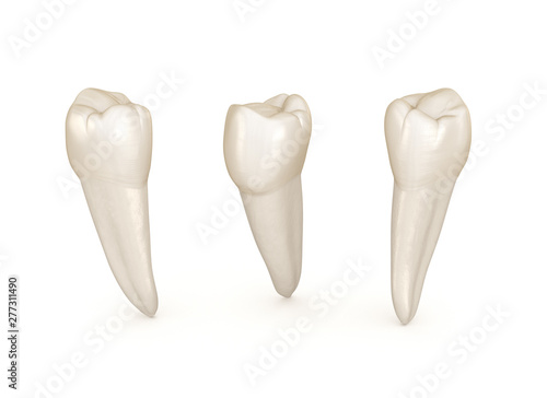 Фотография Dental anatomy - mandibular premolar tooth