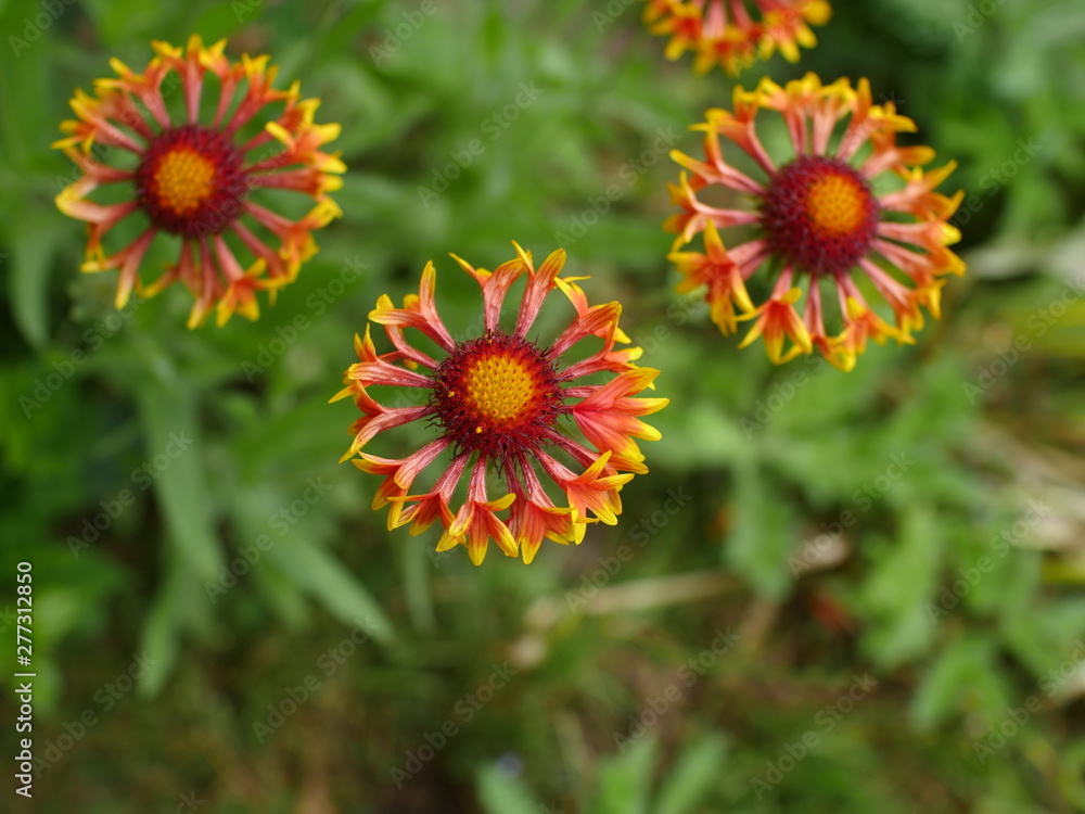 red-yellow flower gaillardia with bright heads close to red-yellow flower gaillardia with bright heads close to