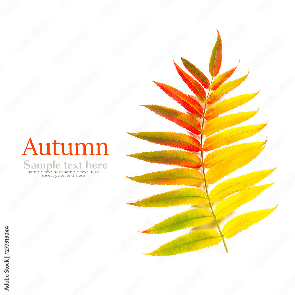 autumn leaves on white background, sample text autumn leaves on white background, sample text