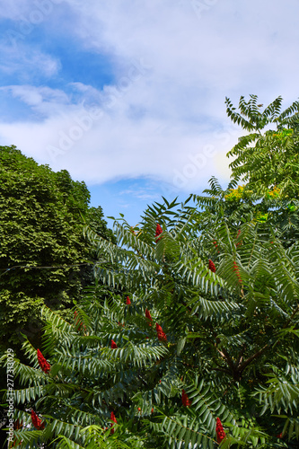 Large bushes and trees with green leaves on a blue sky background