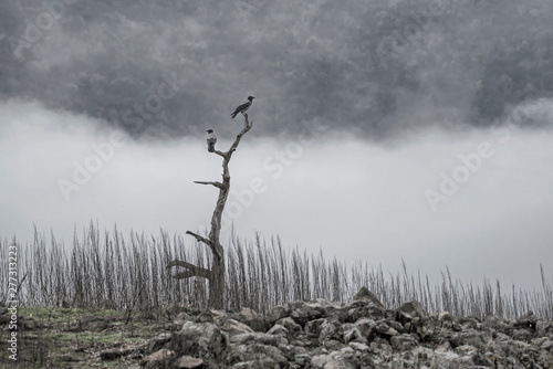 Black crow posing in wild nature.