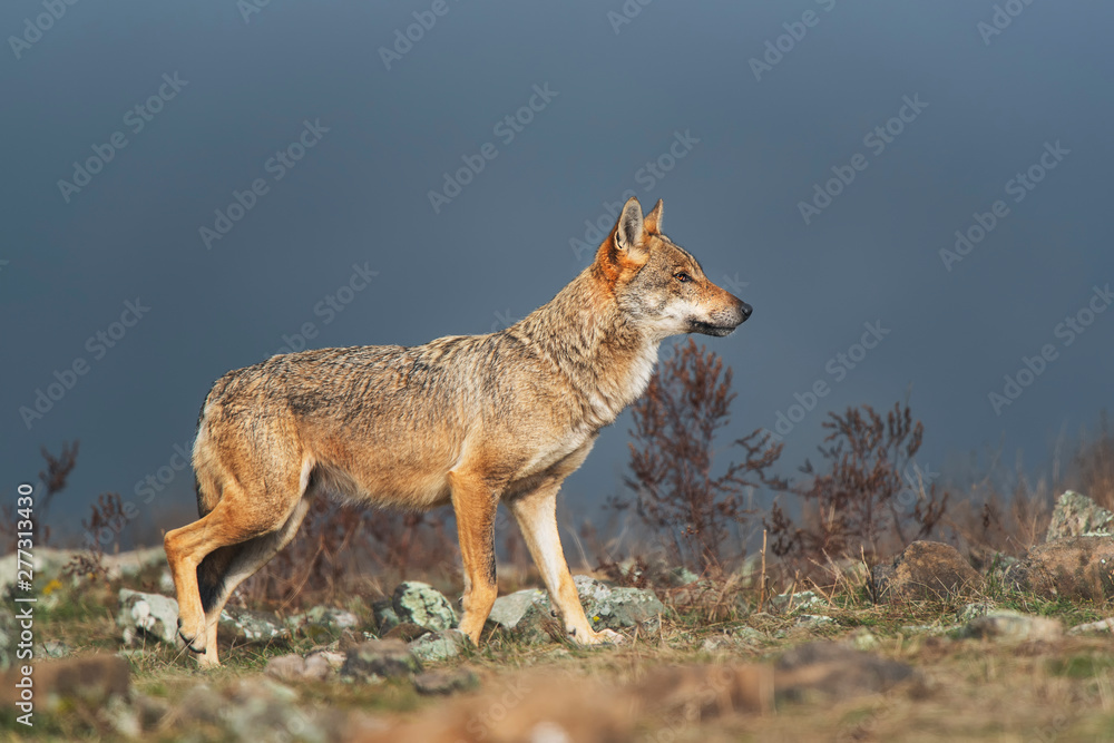 Wolf in the wild nature Wolf in the wild nature